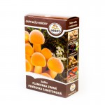 Sadba penízovka sametonohá/ ENOKI / 270 ml